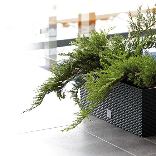 Prosperplast Rato Case DRTC500 S433 antracite