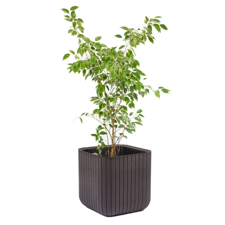 Vaso da fiori Keter resistente ai danni e alle intemperie Cube Wood Planter S antracite