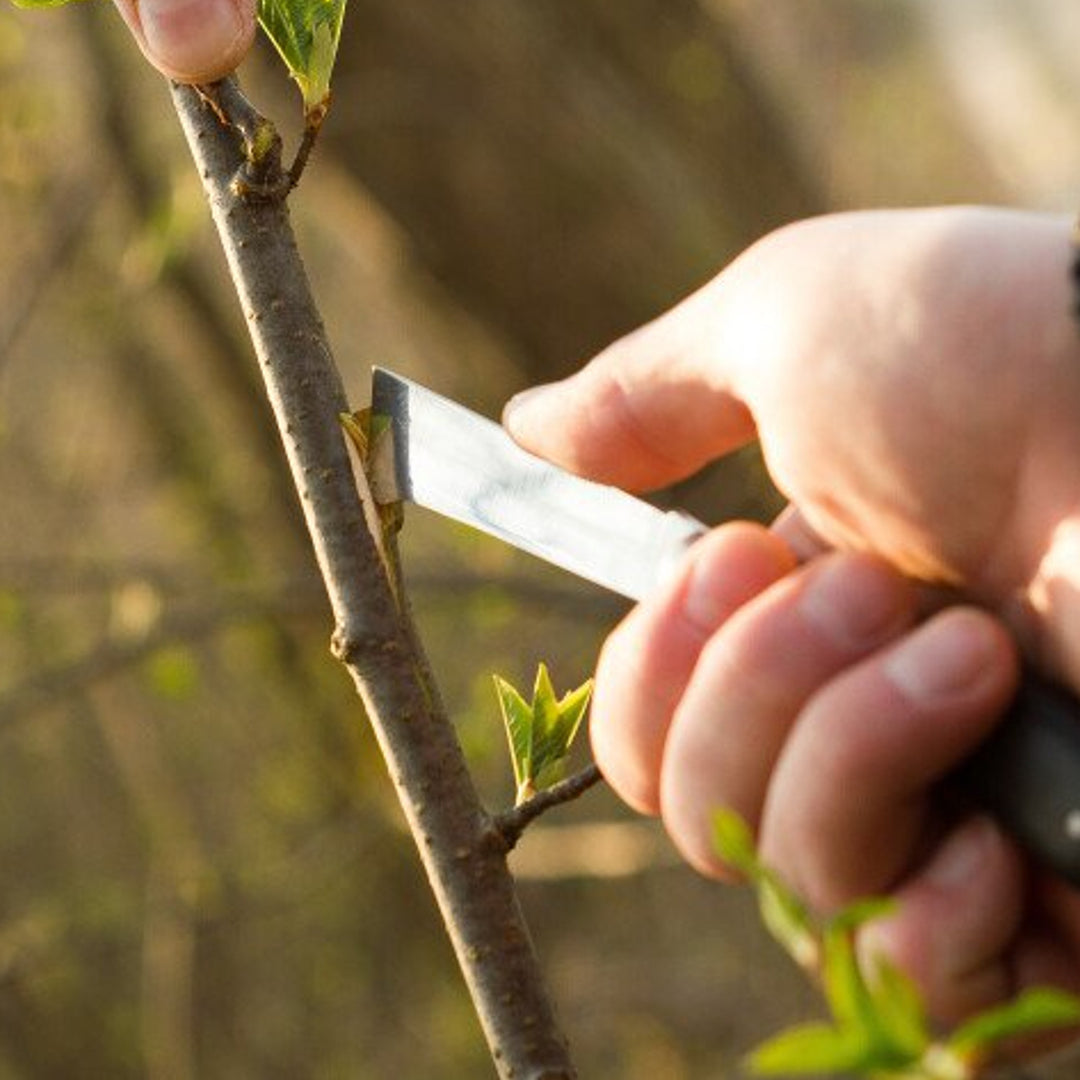 Coltello da giardino Cellfast per piante da Innesto Acciaio Inossidabile