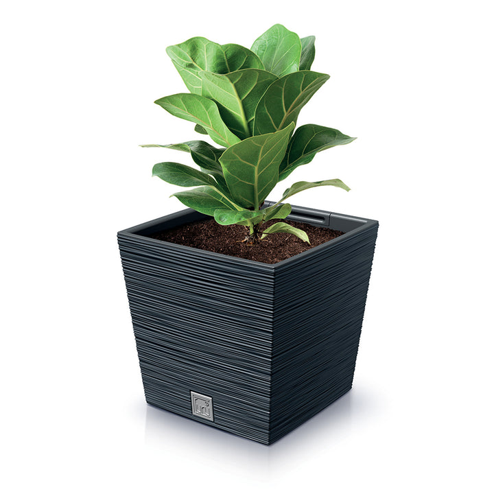 Prosperplast Furu Quadrato Basso con inserto DFS300-S433 - colore antracite