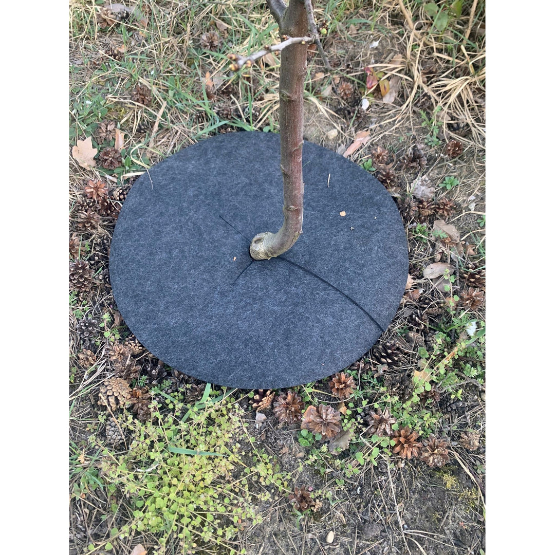 Set di dischi antialga Bertoni, 3 pezzi, 40 cm, grigio